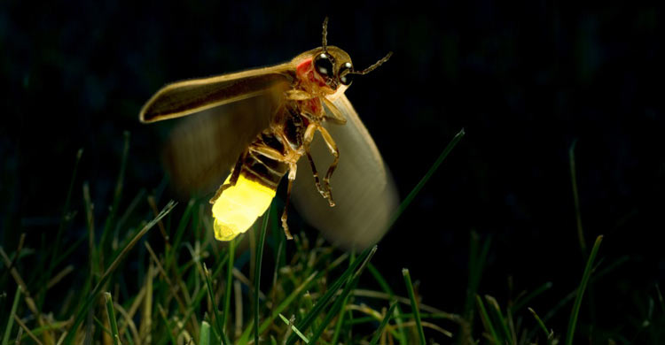 কোথায় হারিয়ে যাচ্ছে জোনাকির আলো
