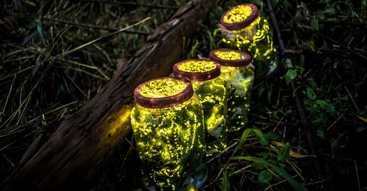 কোথায় হারিয়ে যাচ্ছে জোনাকির আলো