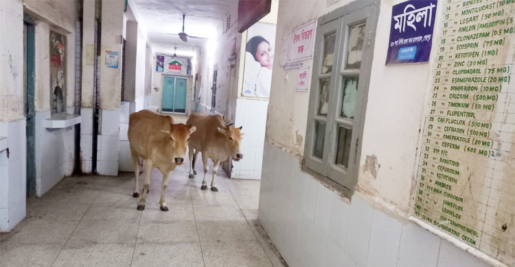 বিনামূল্যে চিকিৎসা নিতে এতে হয়রানির সাগরে পড়েন রোগীরা