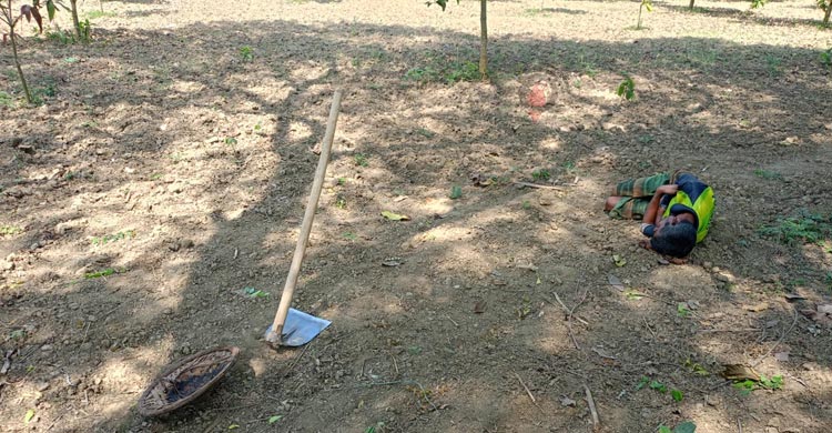 চুয়াডাঙ্গায় কৃষিতে বছরে ক্ষতি কোটি কোটি টাকা