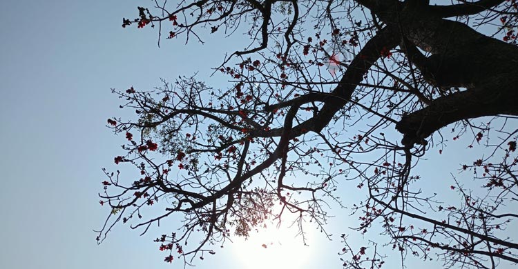 চুয়াডাঙ্গায় কৃষিতে বছরে ক্ষতি কোটি কোটি টাকা