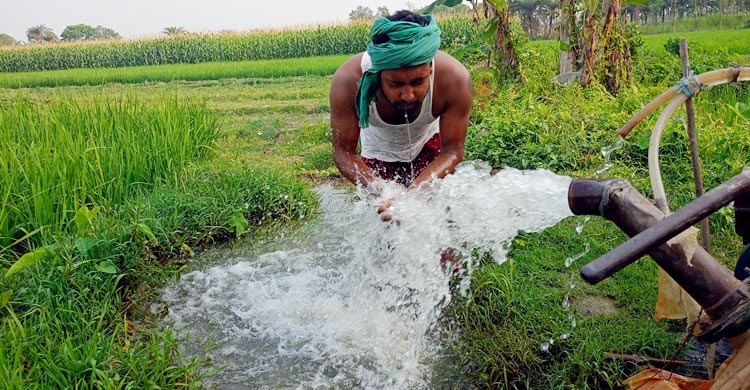 চুয়াডাঙ্গায় কৃষিতে বছরে ক্ষতি কোটি কোটি টাকা