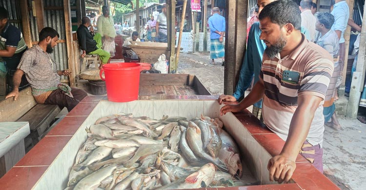 নিষেধাজ্ঞা শেষে নদীতে জেলেরা, মিলছে না কাঙ্ক্ষিত ইলিশ