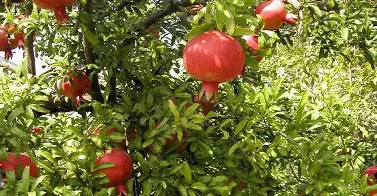 এক যুগে দেশে ফলের উৎপাদন বেড়েছে ৫০ লাখ টন