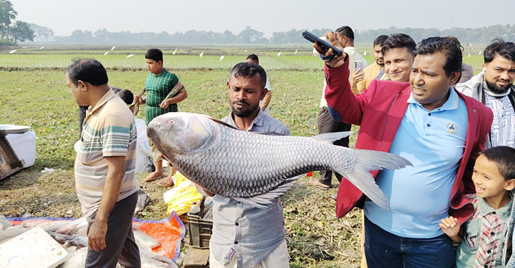 জামাই-শ্বশুরের বড় মাছ কেনার প্রতিযোগিতা