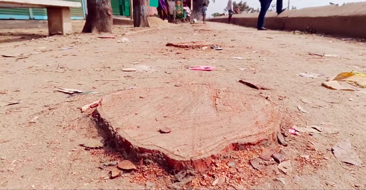 বেড়িবাঁধের গাছ কর্তনের ঘটনায় চুরির মামলা, পদ হারালেন সেই বিএনপি নেতা