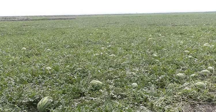 ভোলার বিচ্ছিন্ন চরে দু’পক্ষের দ্বন্দ্বে বিপাকে তরমুজ চাষিরা