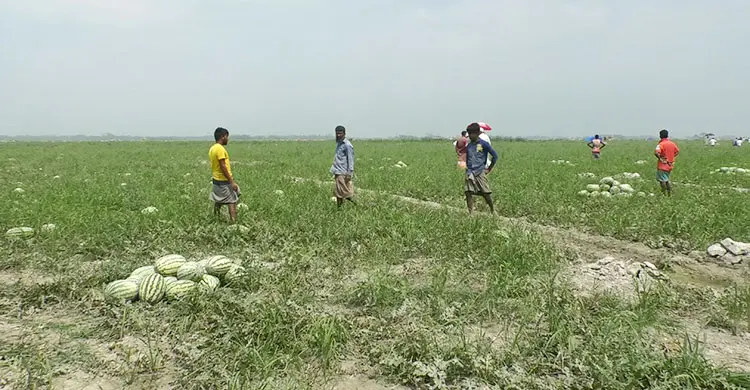 ভোলার বিচ্ছিন্ন চরে দু’পক্ষের দ্বন্দ্বে বিপাকে তরমুজ চাষিরা