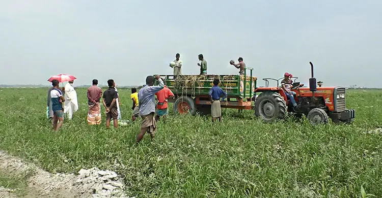 ভোলার বিচ্ছিন্ন চরে দু’পক্ষের দ্বন্দ্বে বিপাকে তরমুজ চাষিরা