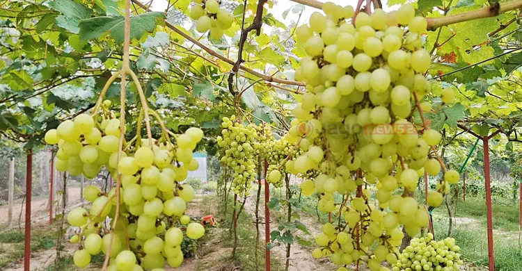 ছাদবাগান থেকে শুরু, চাঁদপুরে এখন আঙুর চাষে সম্ভাবনার নতুন দিগন্ত