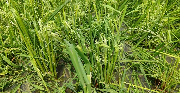 শিলাবৃষ্টির তাণ্ডবে ৫ হাজার হেক্টর জমির ফসলের ক্ষতি, দিশেহারা কৃষক