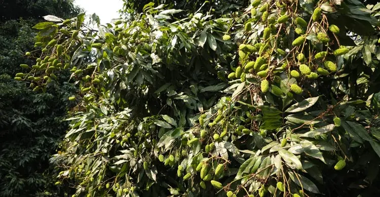 তীব্র খরায় ঝরছে লিচুর গুটি, শঙ্কায় চাষিরা