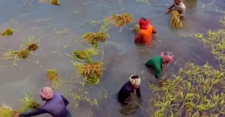 কিশোরগঞ্জে নতুন করে তলিয়েছে ২ হাজার হেক্টর জমির ধান