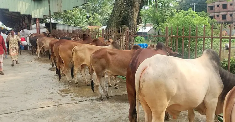 জামালপুরের ৪০০ গরু নিয়ে ঢাকার পথে ক্যাটল স্পেশাল ট্রেন