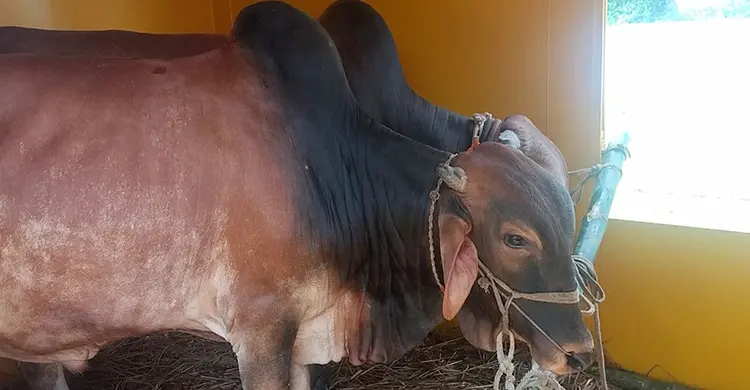 জামালপুরের ৪০০ গরু নিয়ে ঢাকার পথে ক্যাটল স্পেশাল ট্রেন