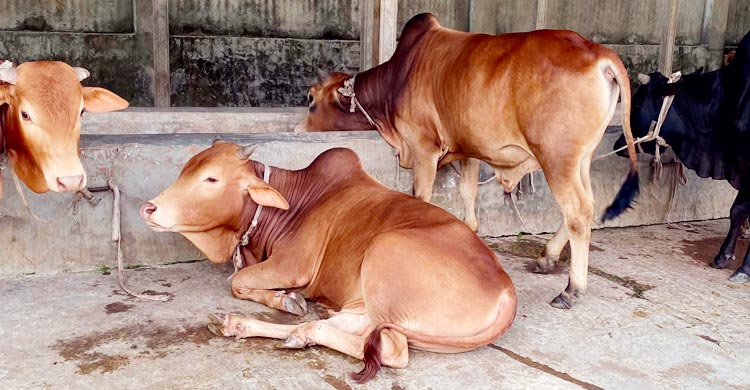 অনলাইনে জনপ্রিয়তা পাচ্ছে ভাগে কোরবানিও