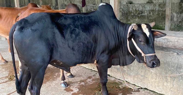 অনলাইনে জনপ্রিয়তা পাচ্ছে ভাগে কোরবানিও
