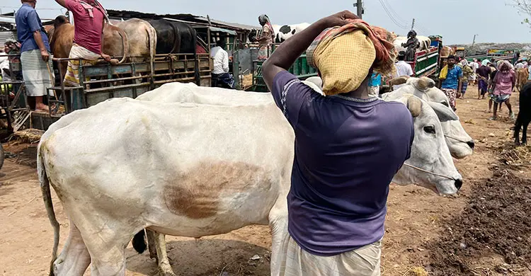 হাটে বাড়ছে ভারতীয় গরু, শঙ্কায় খামারিরা