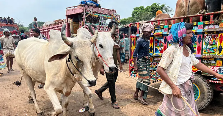 হাটে বাড়ছে ভারতীয় গরু, শঙ্কায় খামারিরা