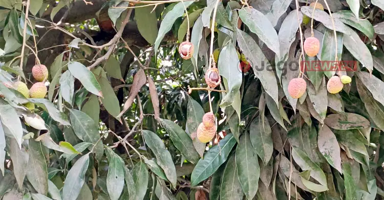 লিচুর ফলনে বাগড়া ঝড়-বৃষ্টি