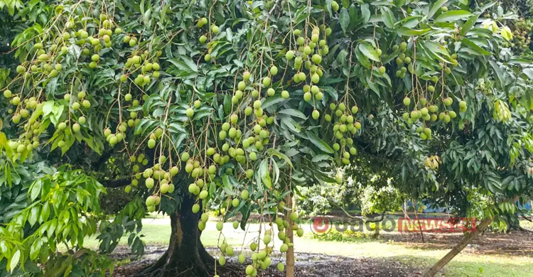 লিচুর ফলনে বাগড়া ঝড়-বৃষ্টি