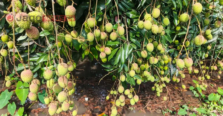লিচুর ফলনে বাগড়া ঝড়-বৃষ্টি