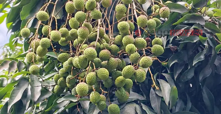 লিচুর ফলনে বাগড়া ঝড়-বৃষ্টি