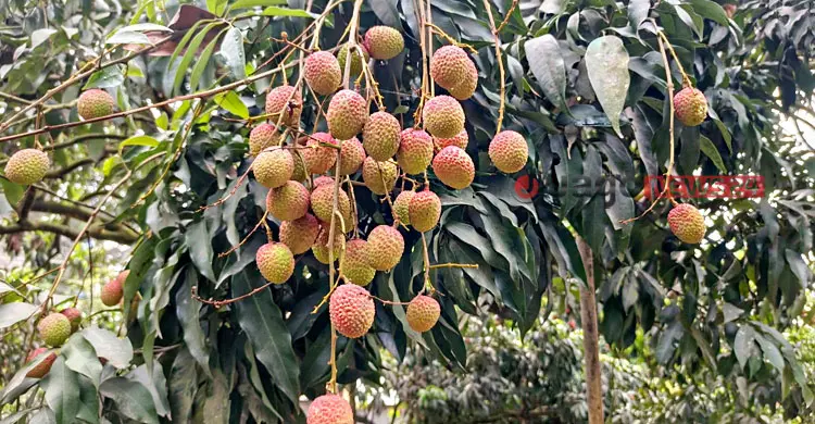 লিচুর ফলনে বাগড়া ঝড়-বৃষ্টি