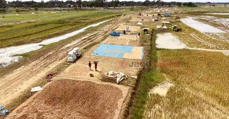 হাওরে কৃষকের যন্ত্রণা ‘অপরিকল্পিত বাঁধ’