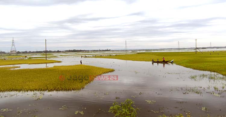 হাওরে কৃষকের যন্ত্রণা ‘অপরিকল্পিত বাঁধ’