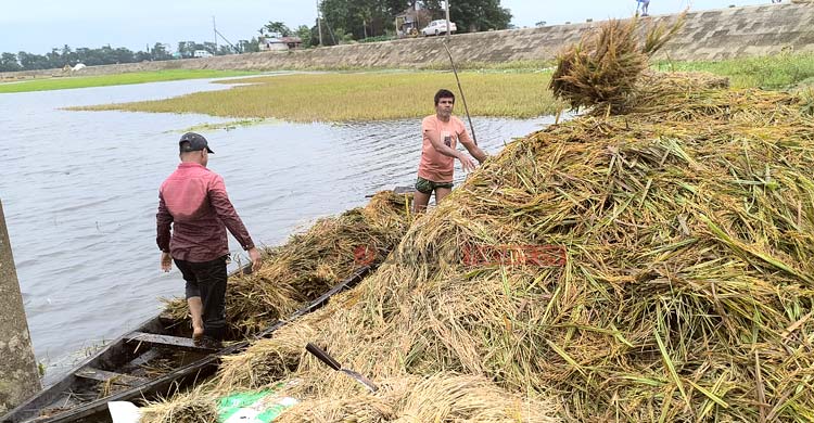 হাওরে কৃষকের যন্ত্রণা ‘অপরিকল্পিত বাঁধ’