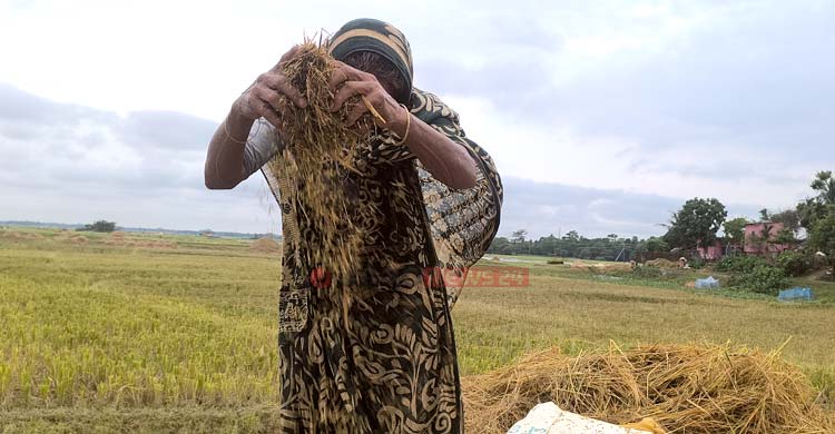হাওরে কৃষকের যন্ত্রণা ‘অপরিকল্পিত বাঁধ’